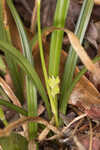 Calcium-hating sedge